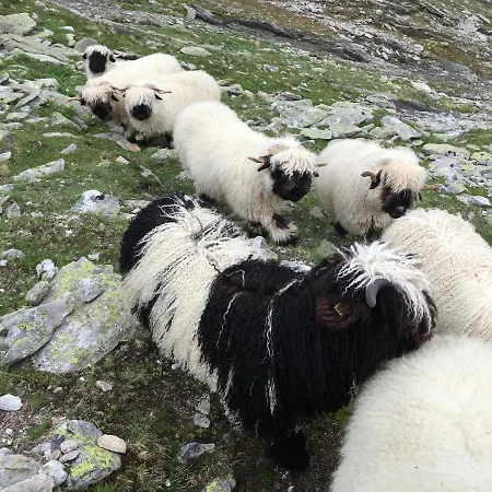 Huesmatta * Fieschertal