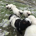Huesmatta * Fieschertal